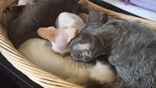 Czas na 🍼 tym razem od FIONY  ❤️#kropelkadevonrex 😻 #devonrex 🐱 #kot 🐾 by KROPELKA Devon Rex 26 views 2 weeks ago 4 minutes, 17 seconds