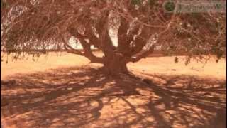 The Only Living Sahabi | [Exclusive Promo]