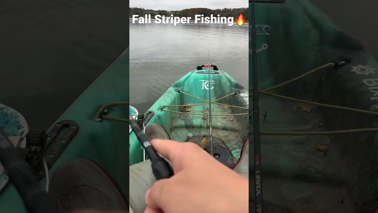 Jerkbait Fall Striper Fishing🔥🥷 