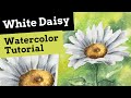 Easy Watercolor Flower White Daisy