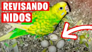 REVISANDO NIDOS DE PERIQUITO EN UN AVIARIO EN LA INDIA by Rincon Animal 1,402 views 4 weeks ago 11 minutes, 46 seconds