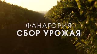 Сбор урожая by Винодельня Фанагория 532 views 1 year ago 1 minute, 47 seconds