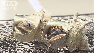 業者限定の新鮮食材を一般客にも・・・豊洲でイベント(19/01/12)