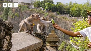 Thieving monkeys steal from tourists and barter for treats  | Planet Earth III  BBC