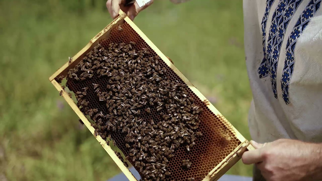 KARYES LACONIA (the birthplace of the Caryatides), GREECE