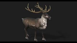 Reindeer