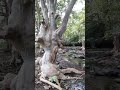 Kerwa Dam Bhopal | बाघ भ्रमण छेत्र में घूमने चले गये | यहाँ हो चुके हैं कई हादसे