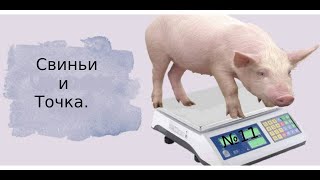 №11 | Вес поросят в 1 месяц | Поговорим о свиноводстве.