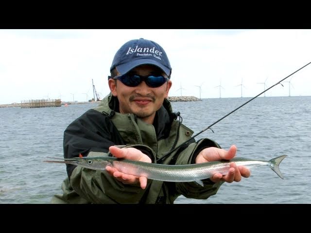 Lure Fishing for Garfish (Hornfisk) in Denmark