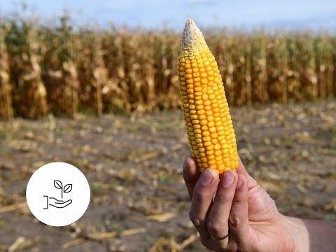 Video: Kukurūzų Auginimo Technologija