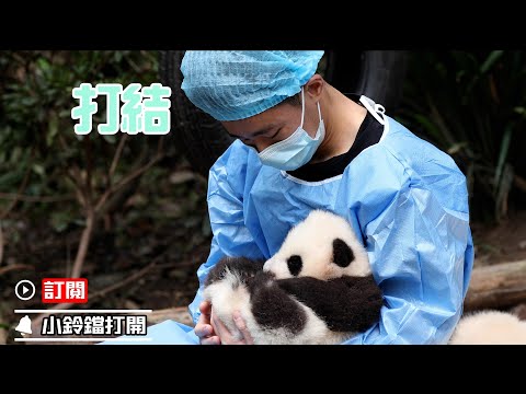 《熊貓早晚安》寶貝你的毛打結了，奶爸給你解開 | iPanda熊貓頻道