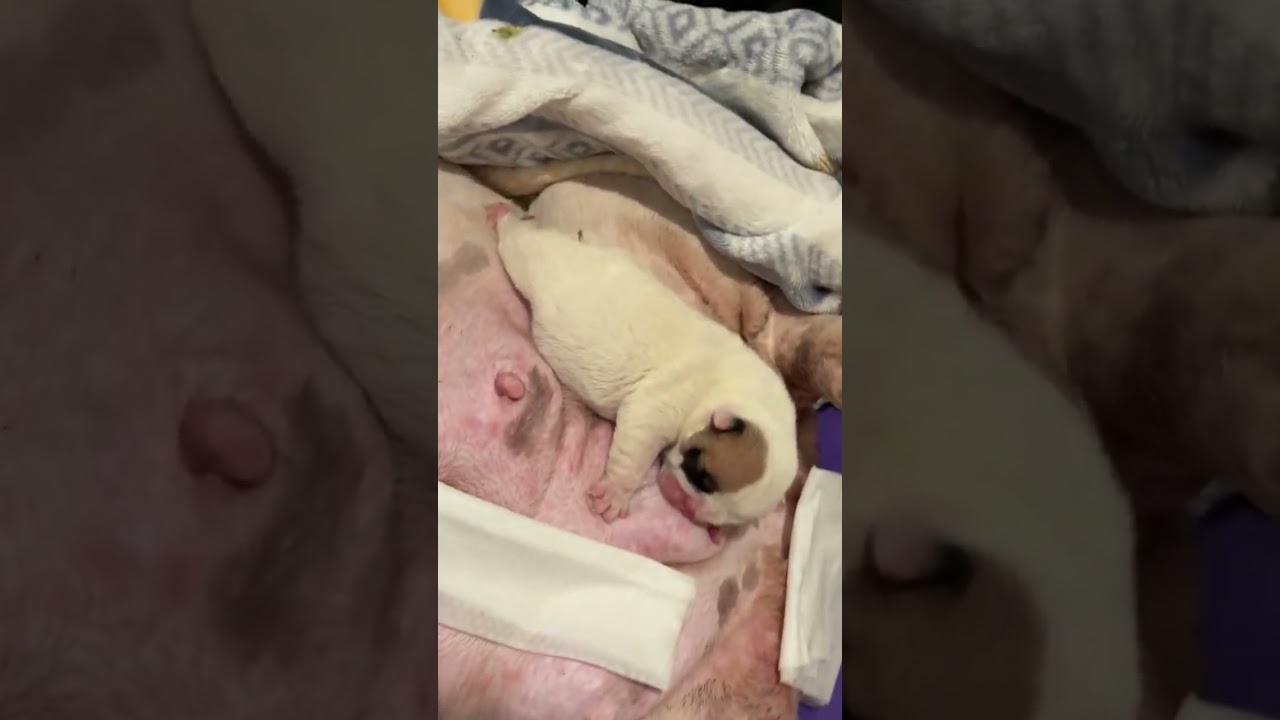 #bulldog #puppy #petsempire #pug #babyanimal #beaglecrew #babydog #pets