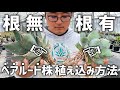 【アガベ】"ベアルート株"の死んだ根や木質化した根はどう処理する??