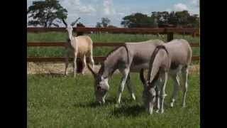 HARAS E RAÇAS - HARAS MULA PRETA (TERÇA-FEIRA)