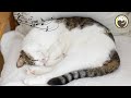 Music to Calm Cats - Relaxing Piano Music &amp; Cat Purring Sounds / Stress Relief, Anxiety Relief