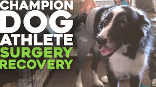 Lick Sleeve Recovery ep 3.01 | Adam + Crash: Disc Dog Champ Recovers from Second Knee Surgery! by Lick Sleeve 11,761 views 2 years ago 6 minutes, 25 seconds