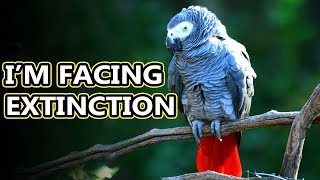 African Grey Parrot facts: they come in two species! | Animal Fact Files