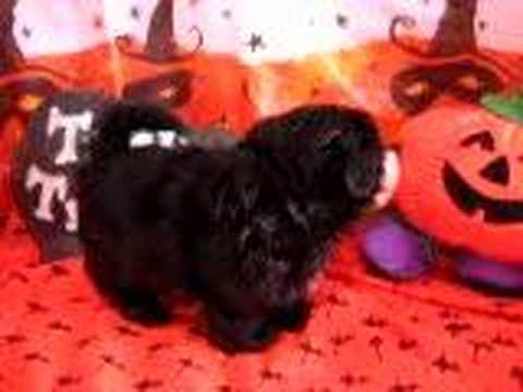 Bianca Lil Black Shih Tzu Puppy