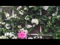 Wall of madagascar jasmine stephanotis floribunda   il silenzio bonsoir mon amour 