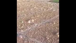 Peringatan asyura' karbala