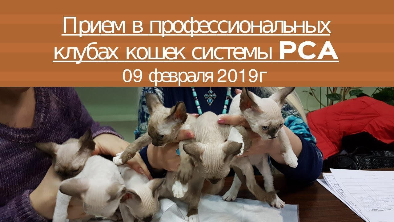 кошки породы Прием в проф. клубах кошек PCA 09.02.2019г