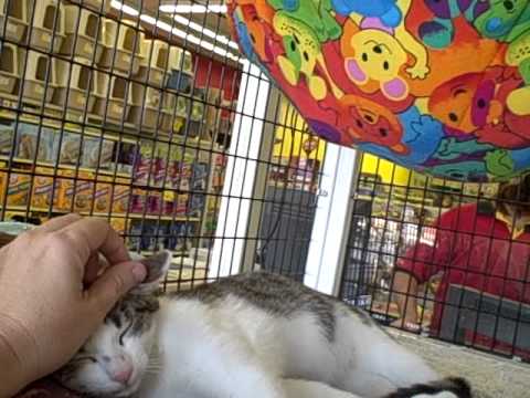 pet supermarket cats