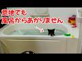 寒くなって来たから保護猫がお風呂に飛び込んで入浴後もすぐ温まれるのがこちらです