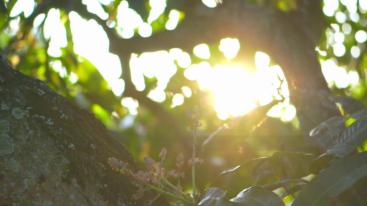 Nature Inspires us- Cinematic video | 2021 Sony a6400