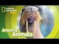 Walrus Facts and Behavior