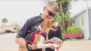 Beagle rescued from mass breeder becomes newest member of Florida fire department