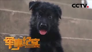 《军事纪实》 暑期特别节目 军犬“小黑”养成记 20180814 | CCTV军事