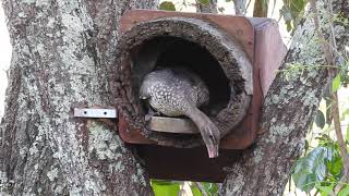 Australian Wood Duck Feb 2021