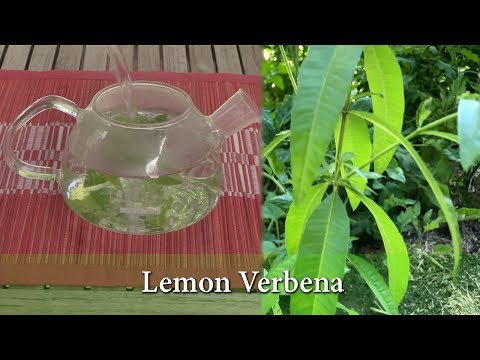 Video: Membuat Teh Daripada Daun Verbena - Cara Menuai Lemon Verbena Untuk Teh
