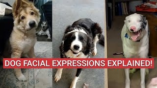 What Your Dog’s Facial Expressions Really Mean