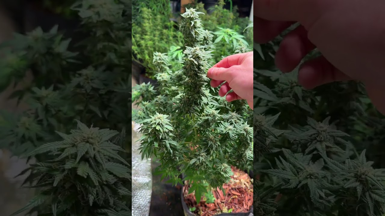 ОЧЕНЬ живучий автоцвет! 