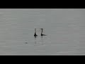 MACA GRANDE - INICIO DE CORTEJO 2  (Podiceps major)