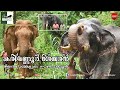 Kerala Elephant|Karimannoor sekharan|കരിമണ്ണൂർ ശേഖരൻ|കീച്ചൻ ആന|Keechan|aanatthaara|ആനത്താര