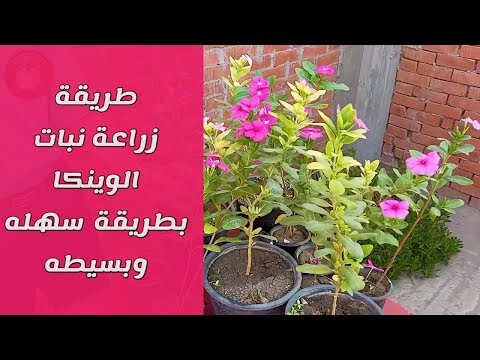 فيديو: معلومات نبات Astilbe - كيفية النمو والعناية بزهور Astilbe