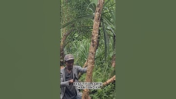 simple smart technique of cutting down trees in the forest with sharp tools #shorts