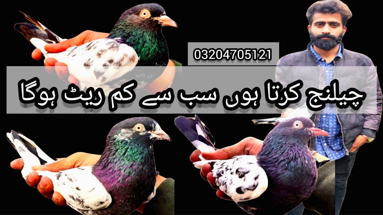 Zain Bhai Ny Mandi Main Sub Sy Kam Rate Ka Record Lga Diya Sale zain-bhai-ny-mandi-main-sub-sy-kam-rate-ka-record-lga-diya-sale