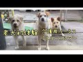 【16歳、15歳、13歳老犬】ハーネス試着してみた〜虹の橋を渡ったかわいいちゃんたち