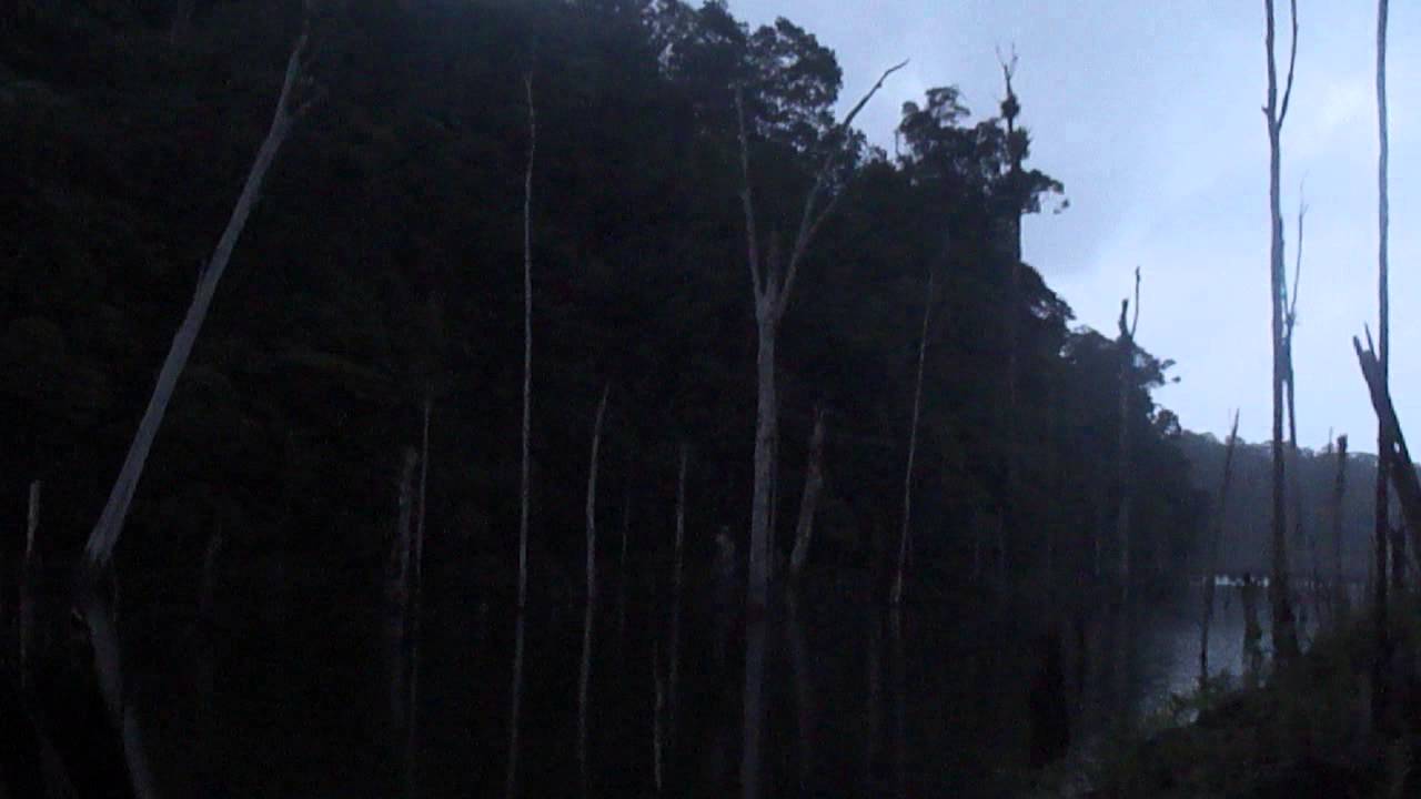 Singes hurleurs - Guyane