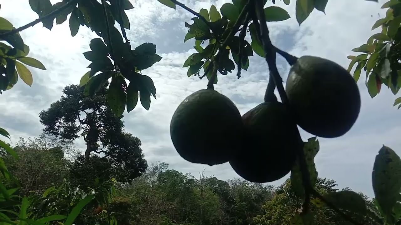 PANEN BUAH ALPUKAT DIKEBUN HUTAN, BANYAK BINTIK HITAM PADA ALPUKAT.