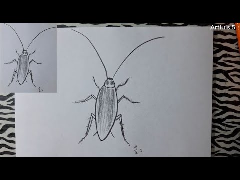 Video: Cómo Dibujar Una Cucaracha