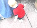My nephew reaghan dancing at Sea World