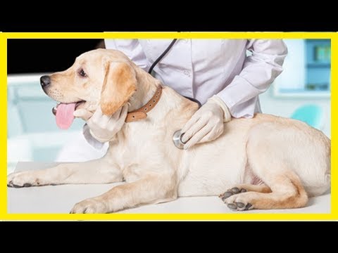 Video: Ohnmacht Bei Hunden - Ohnmachtsdiagnose Bei Hunden