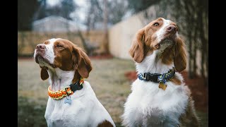 #FueledBy STEAM | DIY Dog Collar