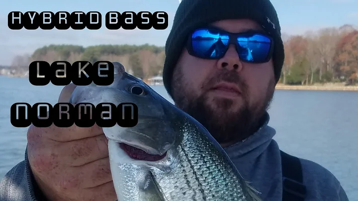 HYBRID BASS FISHING LAKE NORMAN
