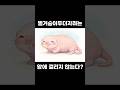암에 걸리지않는 벌거숭이두더지쥐쥐쥐쥐 #동물
