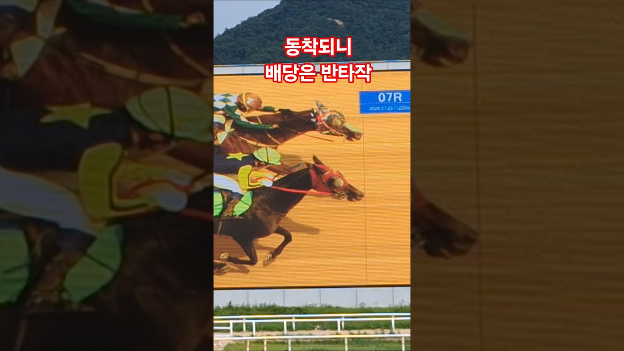 동착되었다고 좋아할거없어!# 경마 #말 #달려라말 #shorts #사진판정